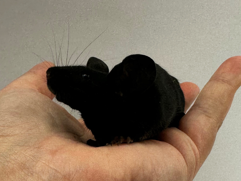 Fancy mouse Breeder Mus musculus 