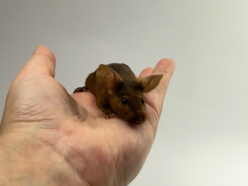 Fancy mouse Pet only Mus musculus 