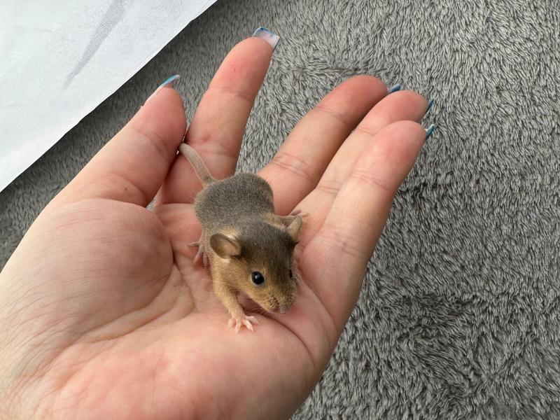 Fancy mouse Rehomed Mus musculus 