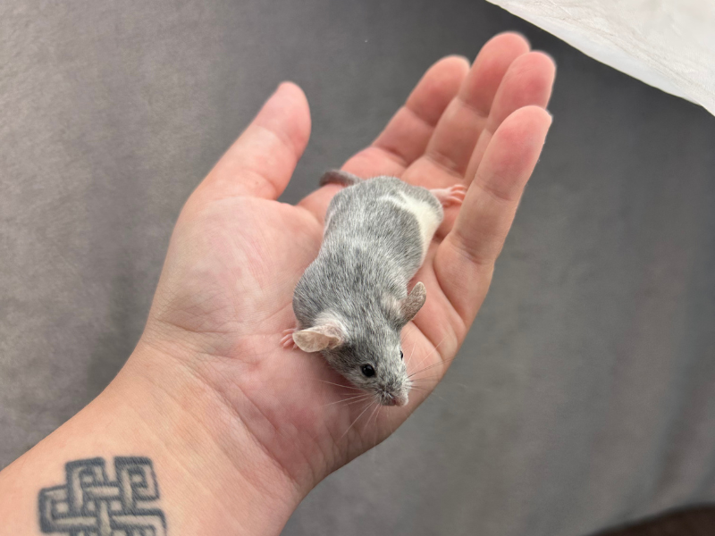 Fancy mouse Pet only Mus musculus 