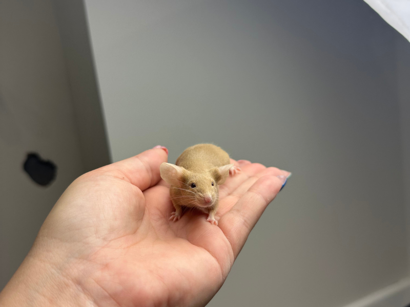 Fancy mouse Breeder Mus musculus 