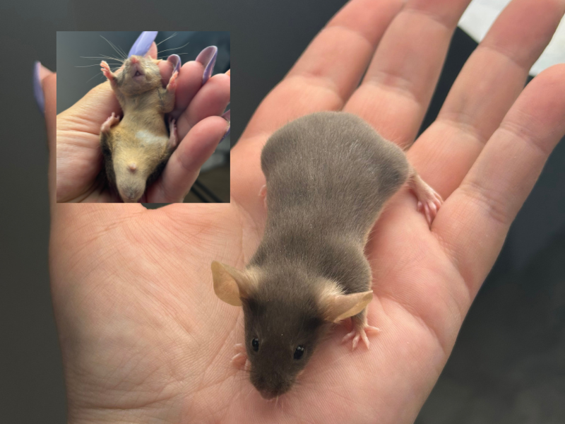 Fancy mouse Pet only Mus musculus 