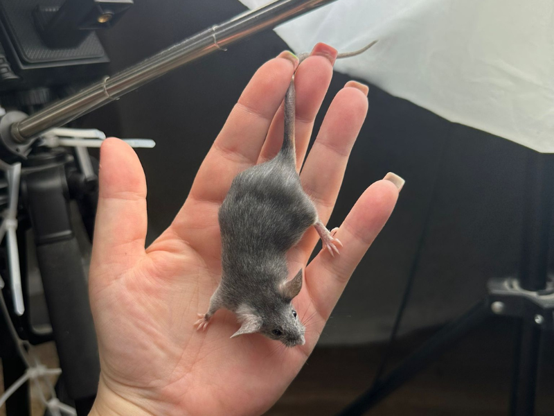 Fancy mouse Pet only Mus musculus 