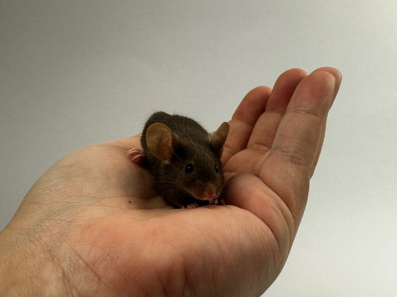 Fancy mouse Pet only Mus musculus 