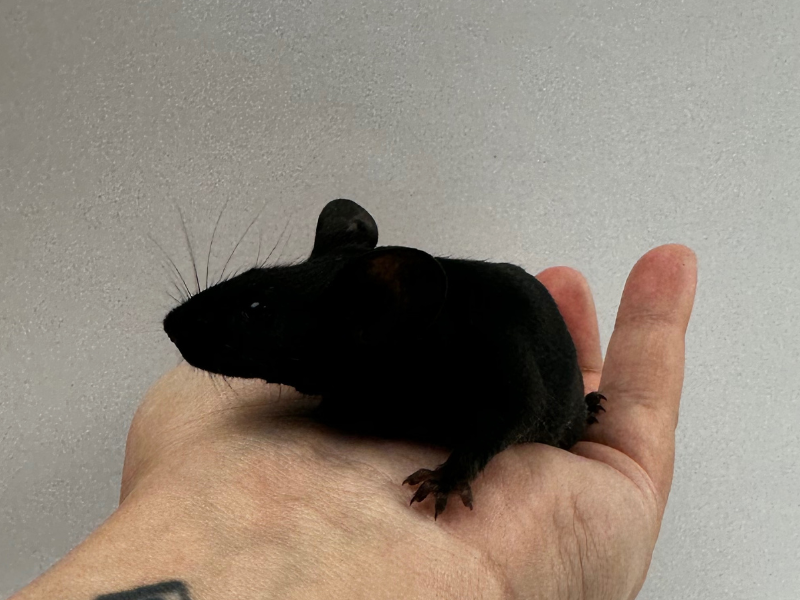 Fancy mouse Breeder Mus musculus 