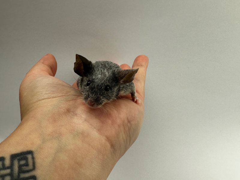 Fancy mouse Breeder Mus musculus 