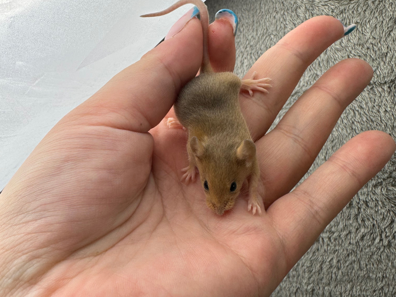 Fancy mouse Rehomed Mus musculus 