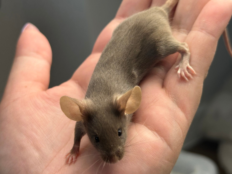 Fancy mouse Pet only Mus musculus 
