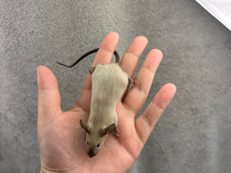 Fancy mouse Breeder Mus musculus 