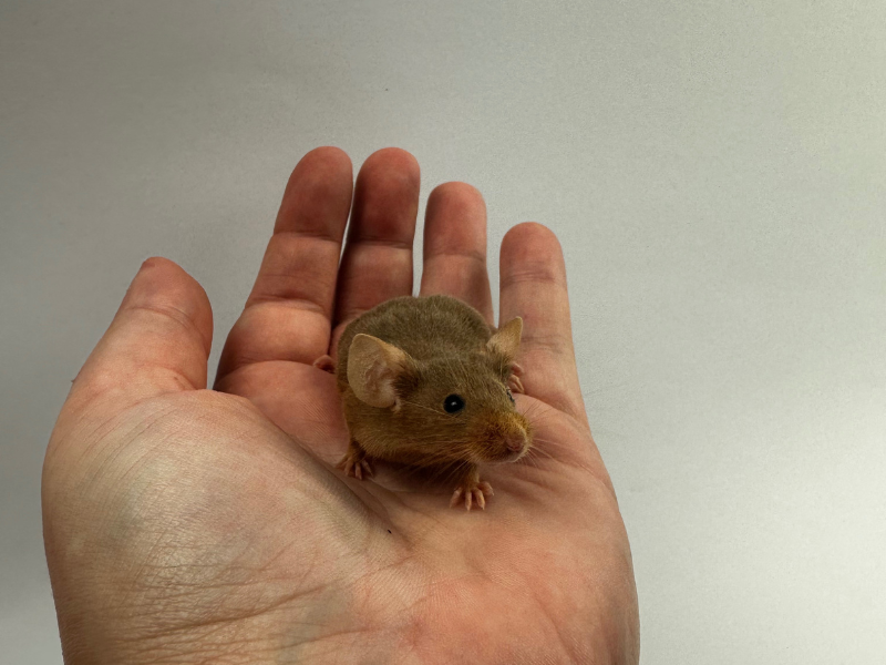 Fancy mouse Pet only Mus musculus 