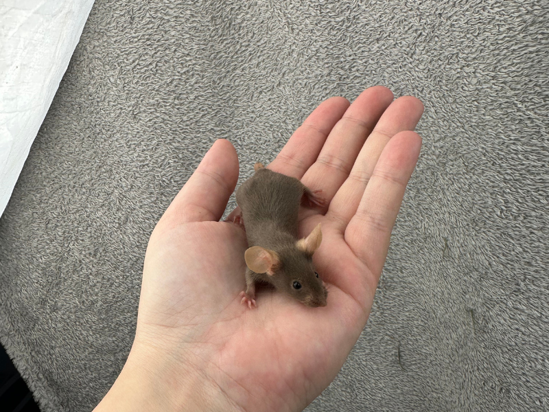 Fancy mouse Breeder Mus musculus 