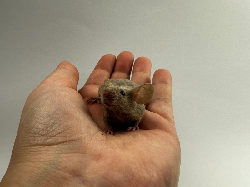 Fancy mouse Pet only Mus musculus 