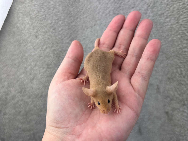 Fancy mouse Pet only Mus musculus 