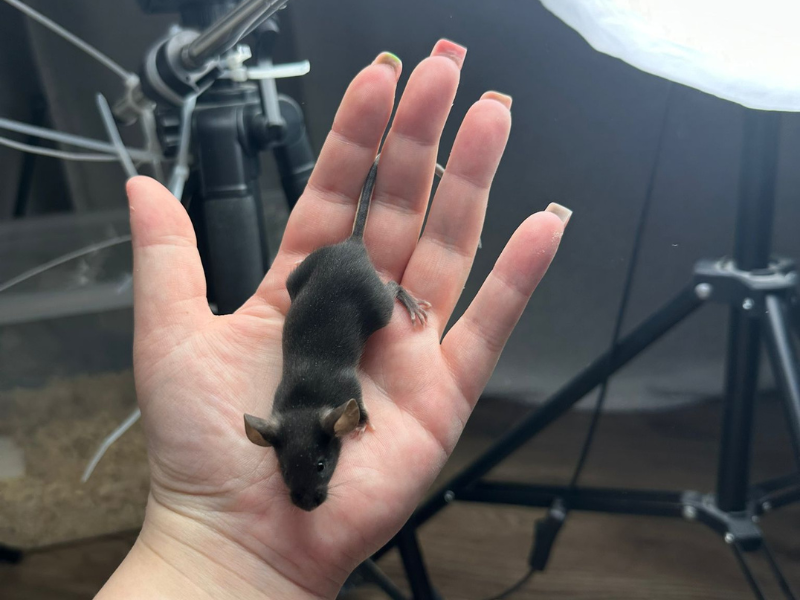 Fancy mouse Pet only Mus musculus 