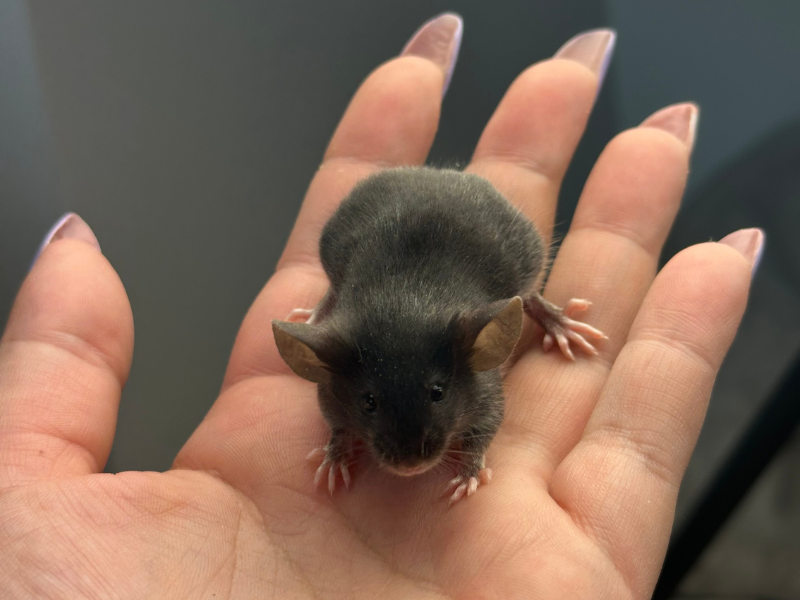 Fancy mouse Pet only Mus musculus 
