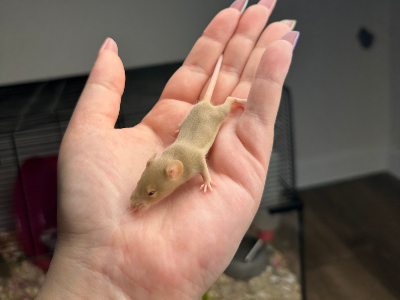 Fancy mouse Pet only Mus musculus 
