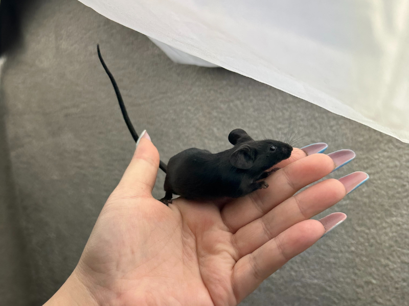 Fancy mouse Pet only Mus musculus 