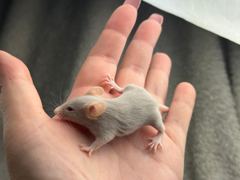 Fancy mouse Pet only Mus musculus 