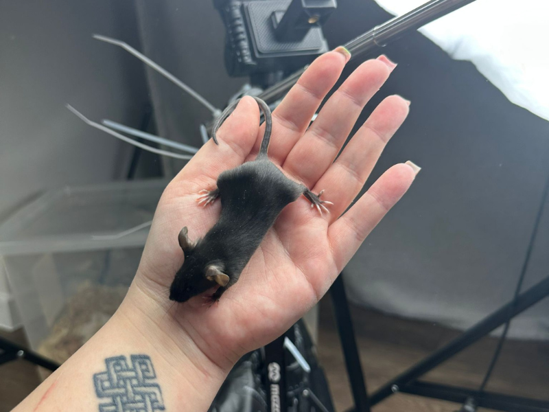 Fancy mouse Pet only Mus musculus 