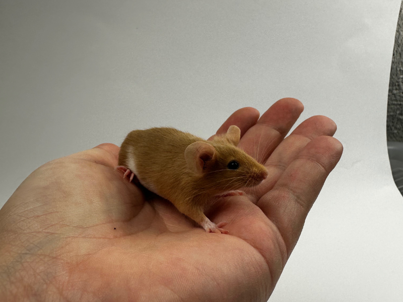 Fancy mouse Pet only Mus musculus 