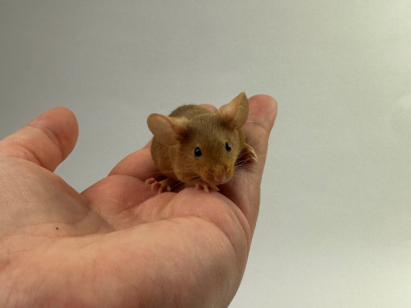 Fancy mouse Pet only Mus musculus 
