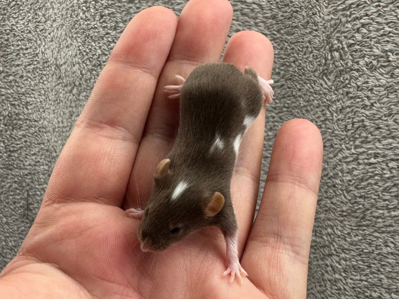 Fancy mouse Pet only Mus musculus 