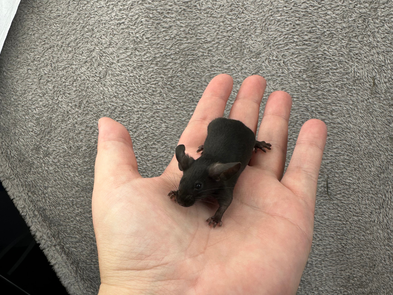 Fancy mouse Pet only Mus musculus 