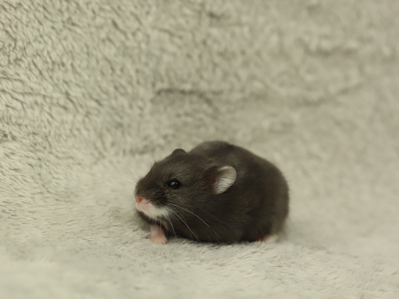 Campbells dwarf hamster Rehomed Phodopus campbelli 