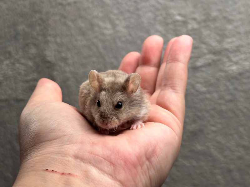 Campbells dwarf hamster Breeder Phodopus campbelli 