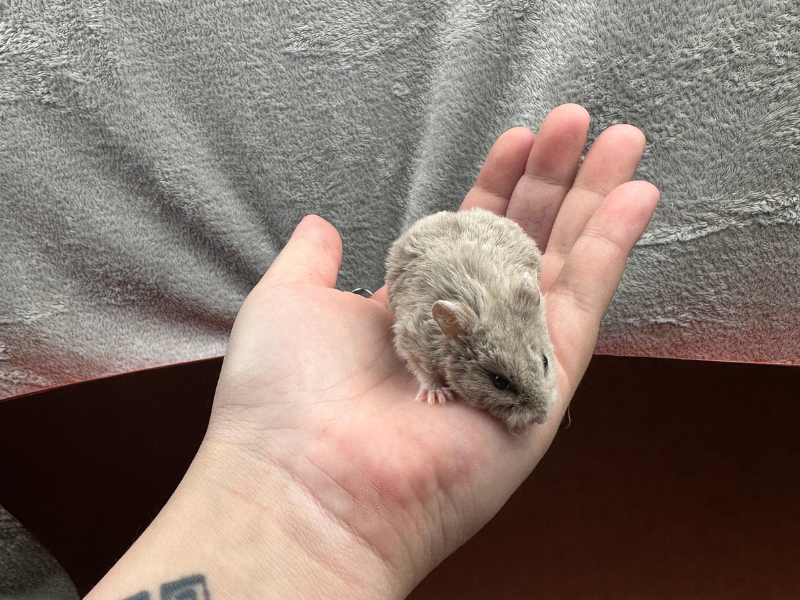 Campbells dwarf hamster Rehomed Phodopus campbelli 