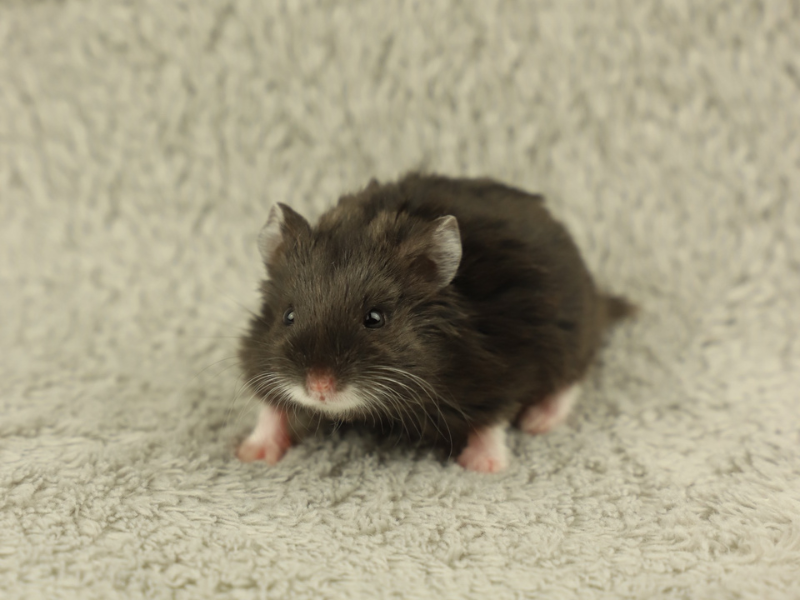 Campbells dwarf hamster Rehomed Phodopus campbelli 