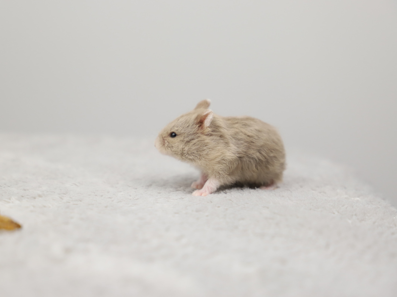 Campbells dwarf hamster Breeder Phodopus campbelli 