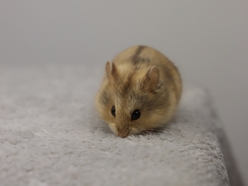 Campbells dwarf hamster Breeder Phodopus campbelli 