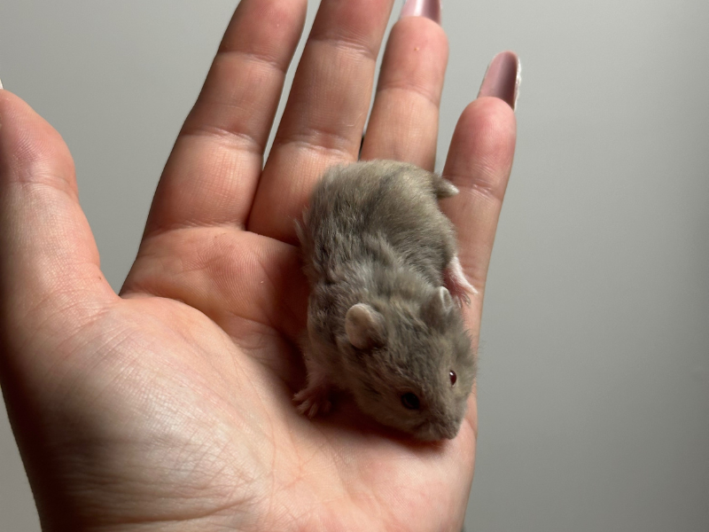Campbells dwarf hamster Breeder Phodopus campbelli 