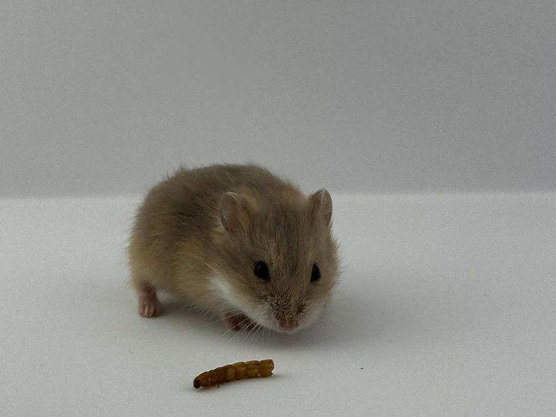 Campbells dwarf hamster Breeder Phodopus campbelli 