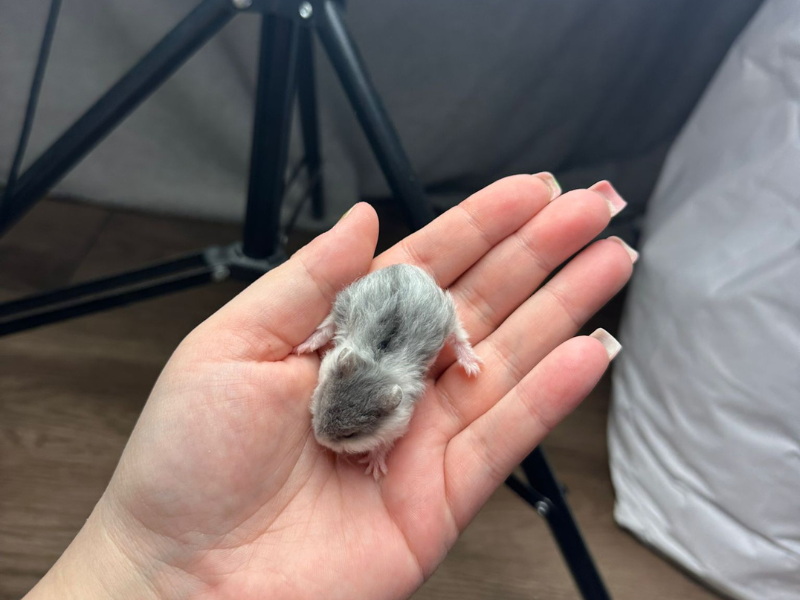 Campbells dwarf hamster Pet only Phodopus campbelli 