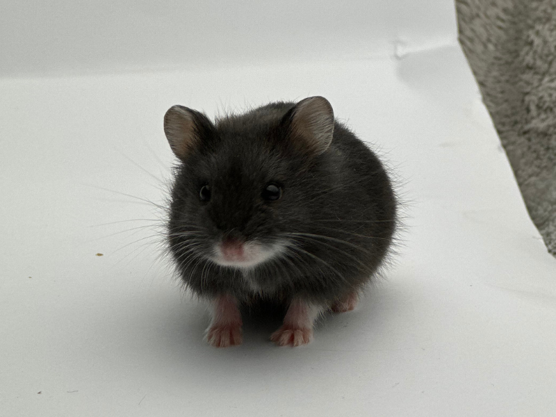 Campbells dwarf hamster Breeder Phodopus campbelli 