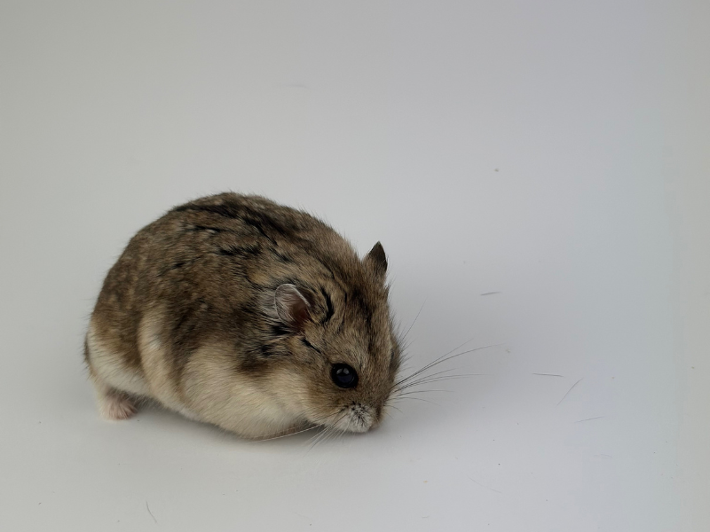 Campbells dwarf hamster Breeder Phodopus campbelli 