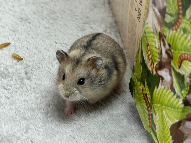 Campbells dwarf hamster Pet only Phodopus campbelli 