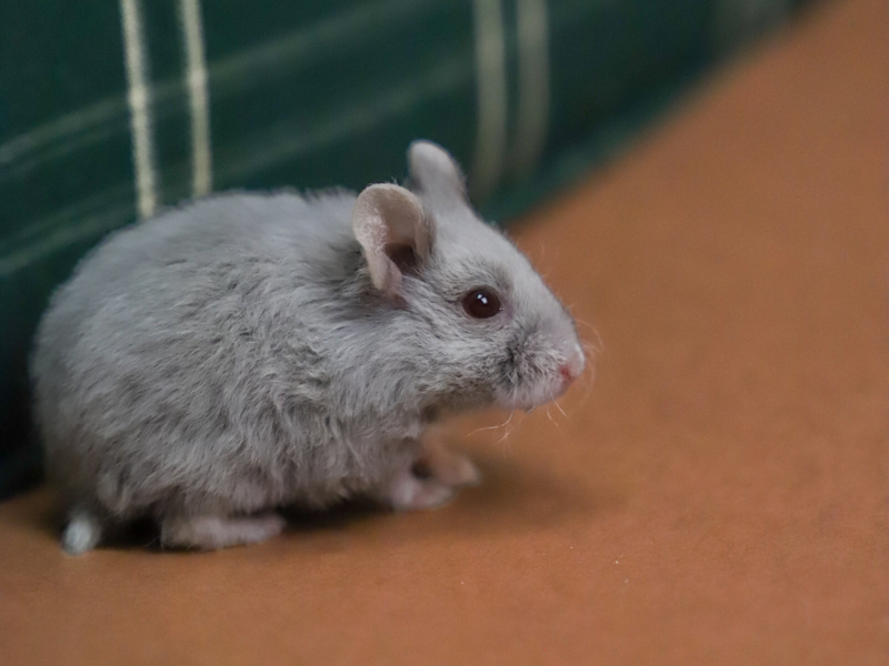 Campbells dwarf hamster Rehomed Phodopus campbelli 