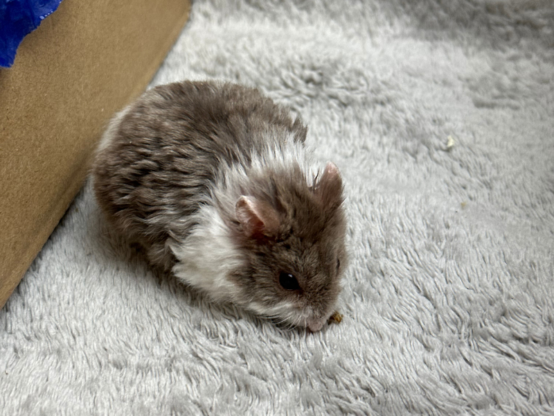 Campbells dwarf hamster Breeder Phodopus campbelli 