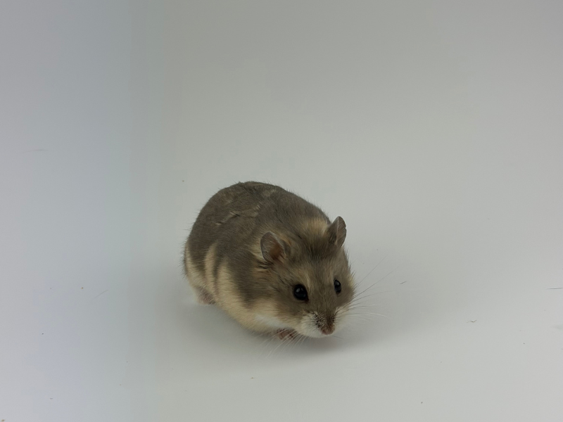 Campbells dwarf hamster Breeder Phodopus campbelli 