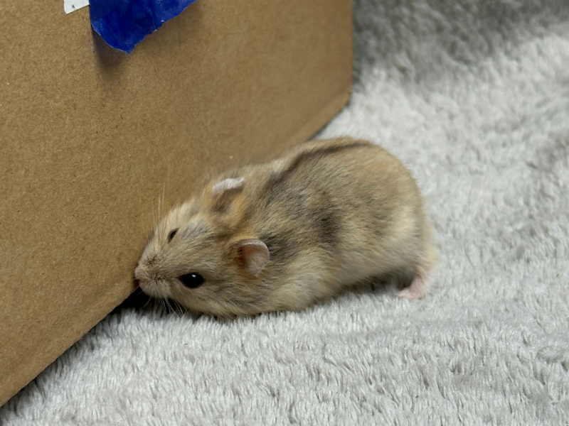 Campbells dwarf hamster Pet only Phodopus campbelli 