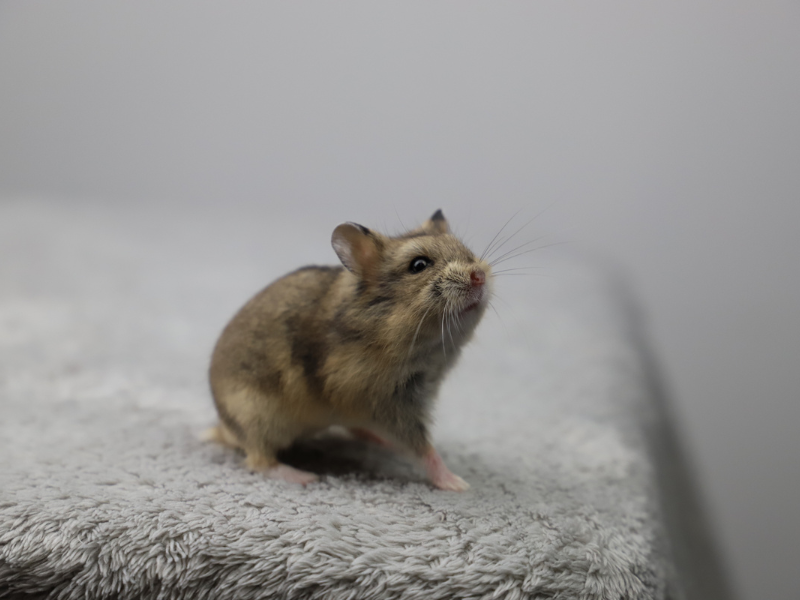 Campbells dwarf hamster Free Phodopus campbelli 