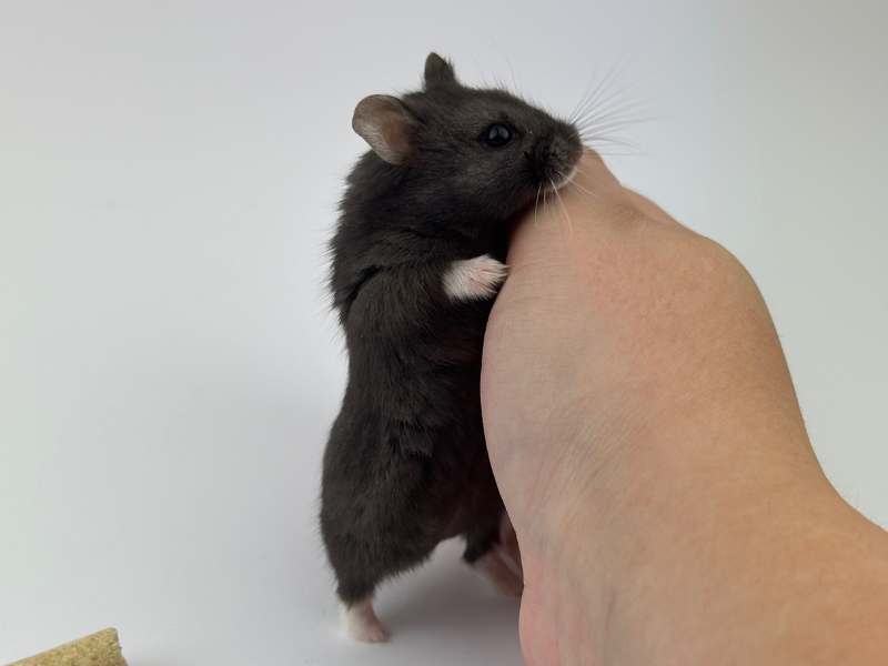 Campbells dwarf hamster Breeder Phodopus campbelli 