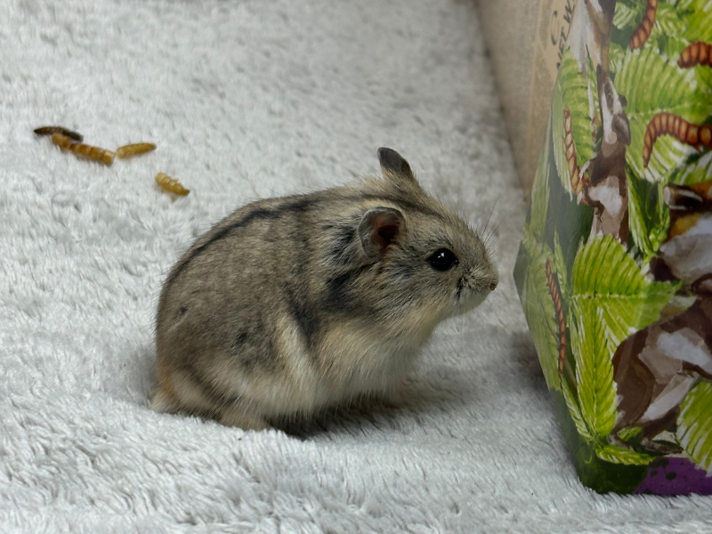 Campbells dwarf hamster Pet only Phodopus campbelli 