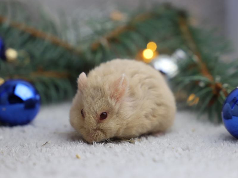 Campbells dwarf hamster Breeder Phodopus campbelli 