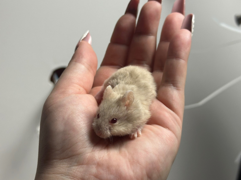 Campbells dwarf hamster Pet only Phodopus campbelli 