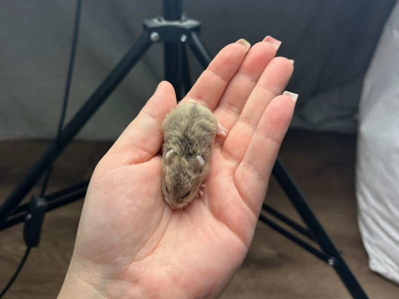 Campbells dwarf hamster Pet only Phodopus campbelli 