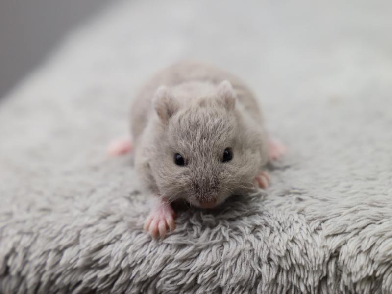 Campbells dwarf hamster Breeder Phodopus campbelli 